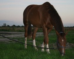 Dressurpferd Kalando (KWPN (Niederländisches Warmblut), 2015, von Galaxie)