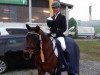 dressage horse Natz 13 (Westphalian, 1998, from Nobelboy)