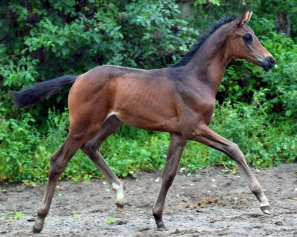 Pferd Berggraf (Trakehner, 2017, von Feiner Kerl)