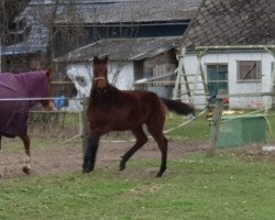 stallion Samy de Luxe T (Hanoverian, 2019, from Skyliner 5)