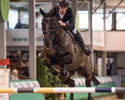 jumper Ice And Fire 2 (Belgian Warmblood, 2008, from Blue Boy van Berkenbroeck)