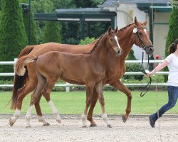 Springpferd Conrad 164 (Holsteiner, 2015, von Crumble)