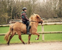 horse Thyrla (Iceland Horse, 2008, from Farsaell von der Elschenau)