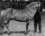 stallion Baronen N.193 (Fjord Horse, 1894, from Adelsten N.149)