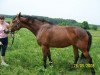 broodmare Alaska Girl 3 (Württemberger, 2002, from Alassio)