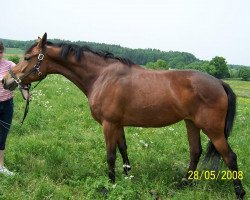 broodmare Alaska Girl 3 (Württemberger, 2002, from Alassio)