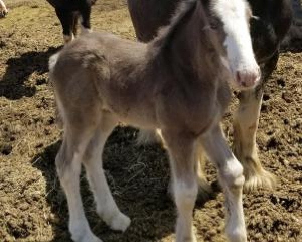 Pferd Dakota Patriot (Clydesdale, 2018, von Donegal Liberty Bell)