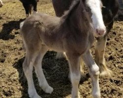 horse Dakota Patriot (Clydesdale, 2018, from Donegal Liberty Bell)