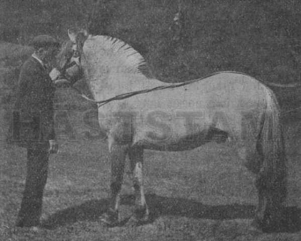 Deckhengst Kandalsblakken (Fjordpferd, 1912, von Håkon N.302)