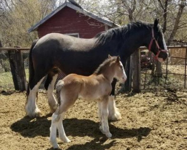 Pferd Dakota Pansy (Clydesdale, 2018, von Lake Side Benji)