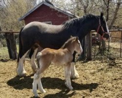 horse Dakota Pansy (Clydesdale, 2018, from Lake Side Benji)