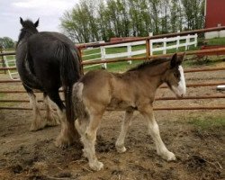 horse Dakota Paisley (Clydesdale, 2018, from Lake Side Benji)