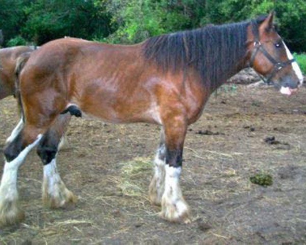 Deckhengst Lake Side Benji (Clydesdale, 2012, von Maple Stone Royal Benedictine)