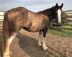 Pferd Dakota Madison (Clydesdale, 2015, von Lake Side Benji)