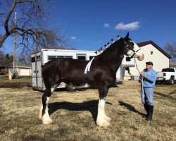 horse C3 Paige's Mercy Me (Clydesdale, 2016, from Somewhere Doc's Blackun Decker)