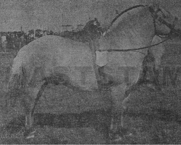 stallion Heid N.1362 (Fjord Horse, 1944, from Regent N.1013)