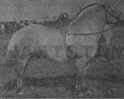 stallion Heid N.1362 (Fjord Horse, 1944, from Regent N.1013)