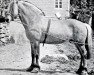 stallion Kåre N.189 (Fjord Horse, 1893)