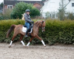 dressage horse Get On Boy (German Riding Pony, 2009, from Gentleman)