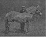 stallion Kvikk Guddal (Fjord Horse, 1912, from Kåre N.189)