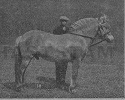 Deckhengst Kvikk Guddal (Fjordpferd, 1912, von Kåre N.189)