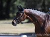 dressage horse Quel Rubin (German Sport Horse, 2014, from Quadrofino)