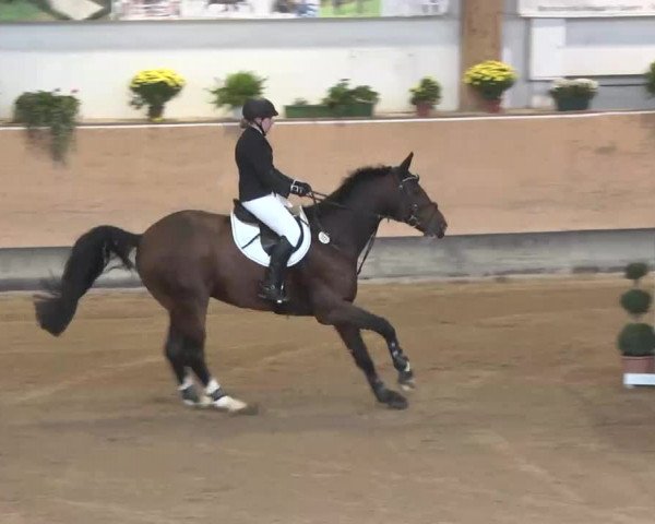 Reitturnier München-Riem 2015
