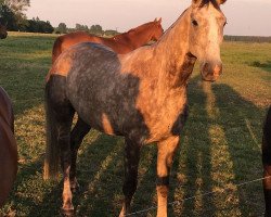 dressage horse Pepe 330 (Mecklenburg, 2014, from Pinatubo)