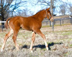 horse Stute von Justify xx (Thoroughbred, 2020, from Justify xx)