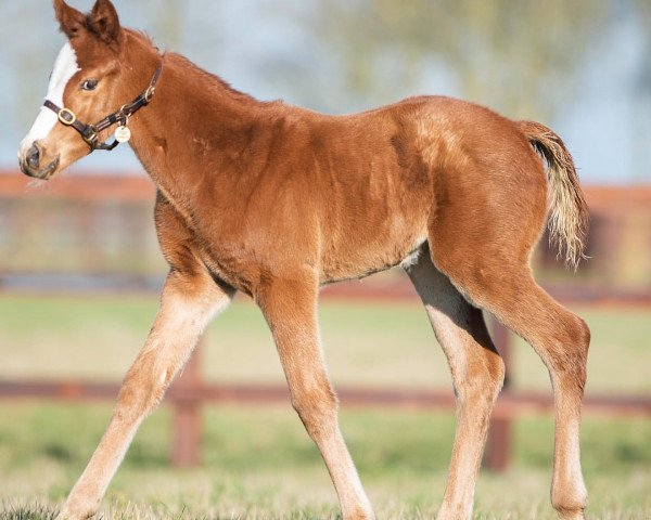 horse Stute von Justify xx (Thoroughbred, 2020, from Justify xx)