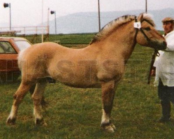 stallion Valder 25 SWE (Fjord Horse, 1962, from Valebu N.1569)