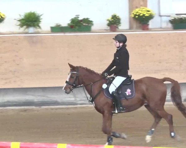 Reitturnier München-Riem 2015