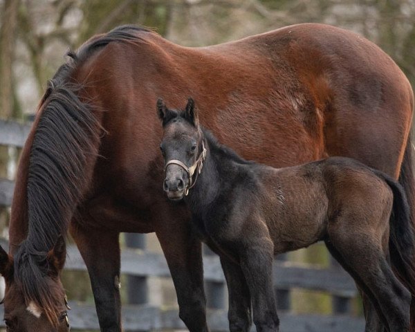 horse Hengst von Arrogate xx (Thoroughbred, 2020, from Arrogate xx)