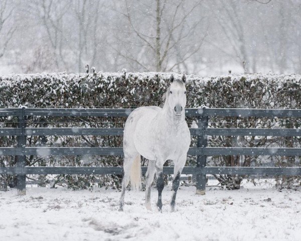 stallion Frosted xx (Thoroughbred, 2012, from Tapit xx)
