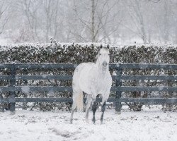 Deckhengst Frosted xx (Englisches Vollblut, 2012, von Tapit xx)