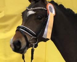 Deckhengst Divine Zero (Deutsches Reitpony, 2017, von Dresscode AT)