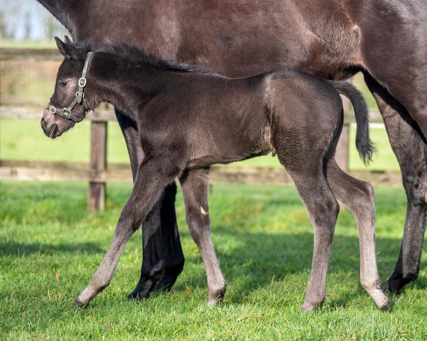 horse Hengst von Sioux Nation xx (Thoroughbred, 2020, from Sioux Nation xx)