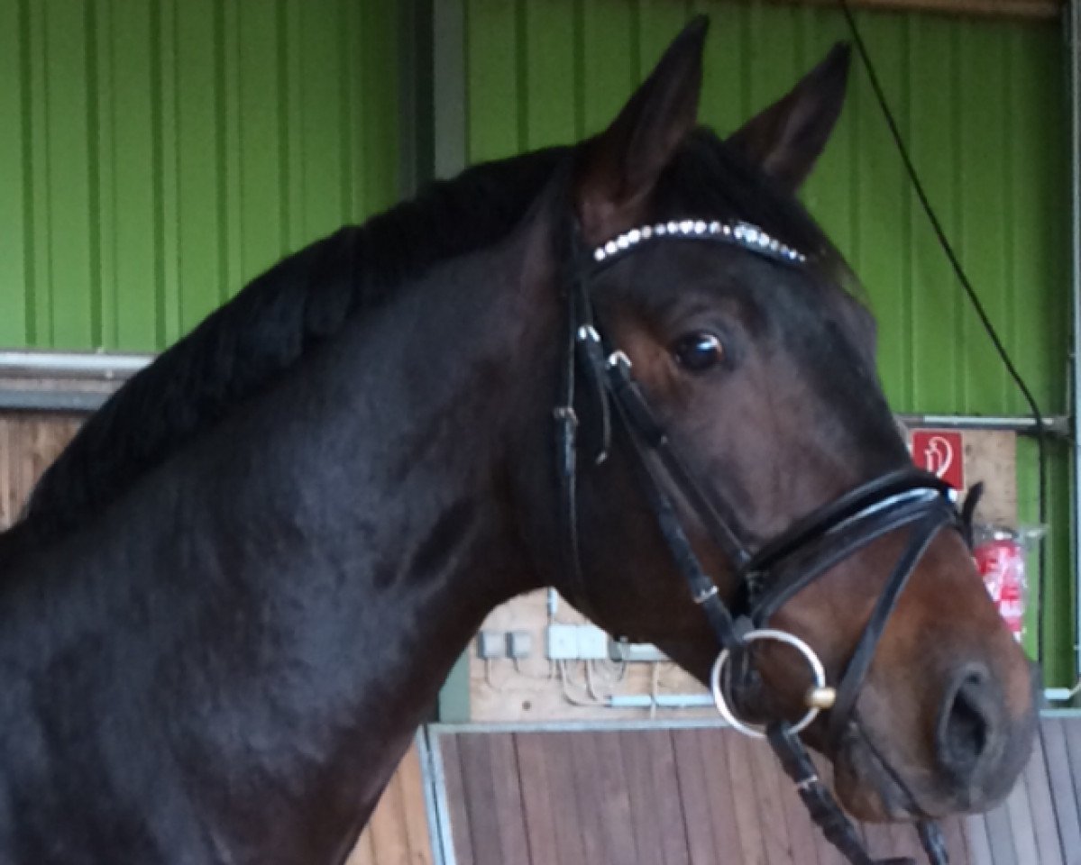 dressage horse Quanticus First (Rhinelander, 2012, from Quanticus)