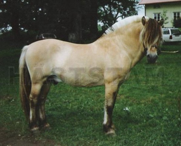 stallion Heiden N.1826 (Fjord Horse, 1976, from Prins Sleipner N.1753)