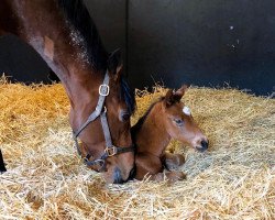 horse Hengst von Charm Spirit xx (Thoroughbred, 2020, from Charm Spirit xx)