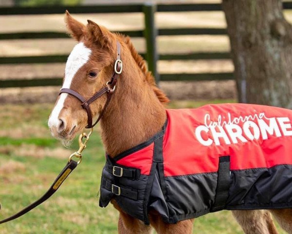 Pferd Hengst von California Chrome xx (Englisches Vollblut, 2020, von California Chrome xx)