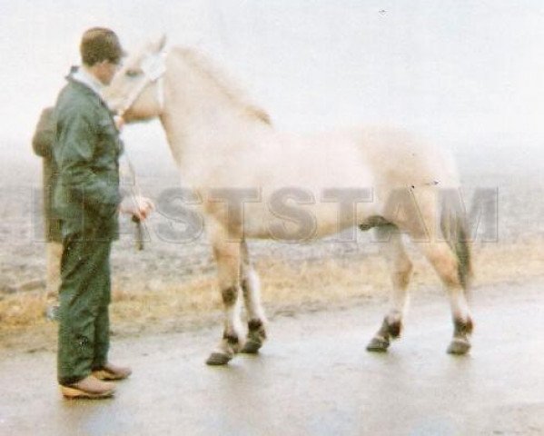 stallion Bure 53 SWE (Fjord Horse, 1971, from Enok N.1610)