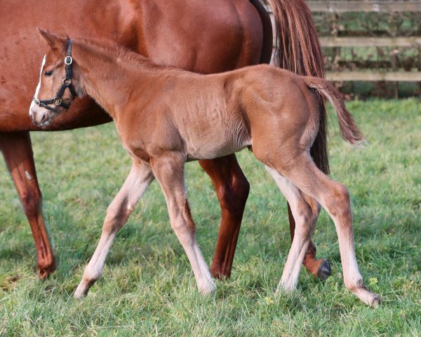 horse Stute von Justify xx (Thoroughbred, 2020, from Justify xx)