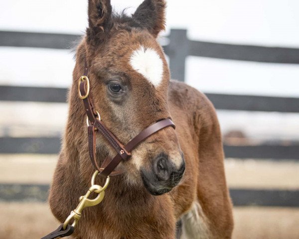 horse Hengst von Medaglia d´Oro xx (Thoroughbred, 2020, from Medaglia d'Oro xx)