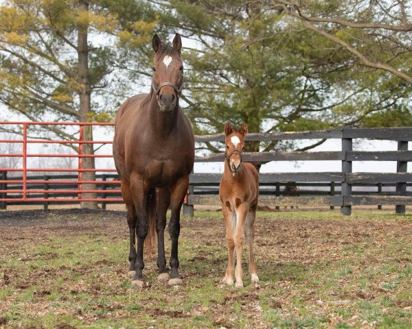 Pferd Hengst von Goldencents xx (Englisches Vollblut, 2020, von Goldencents xx)