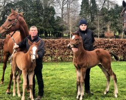 horse Stute von Justify xx (Thoroughbred, 2020, from Justify xx)