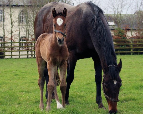 horse Fohlen von Galileo xx (Thoroughbred, 2020, from Galileo xx)