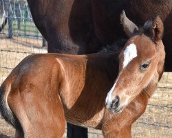 horse Hengst von Justify xx (Thoroughbred, 2020, from Justify xx)