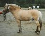 stallion Gjöstein (Fjord Horse, 1988, from Keisar N.1918)