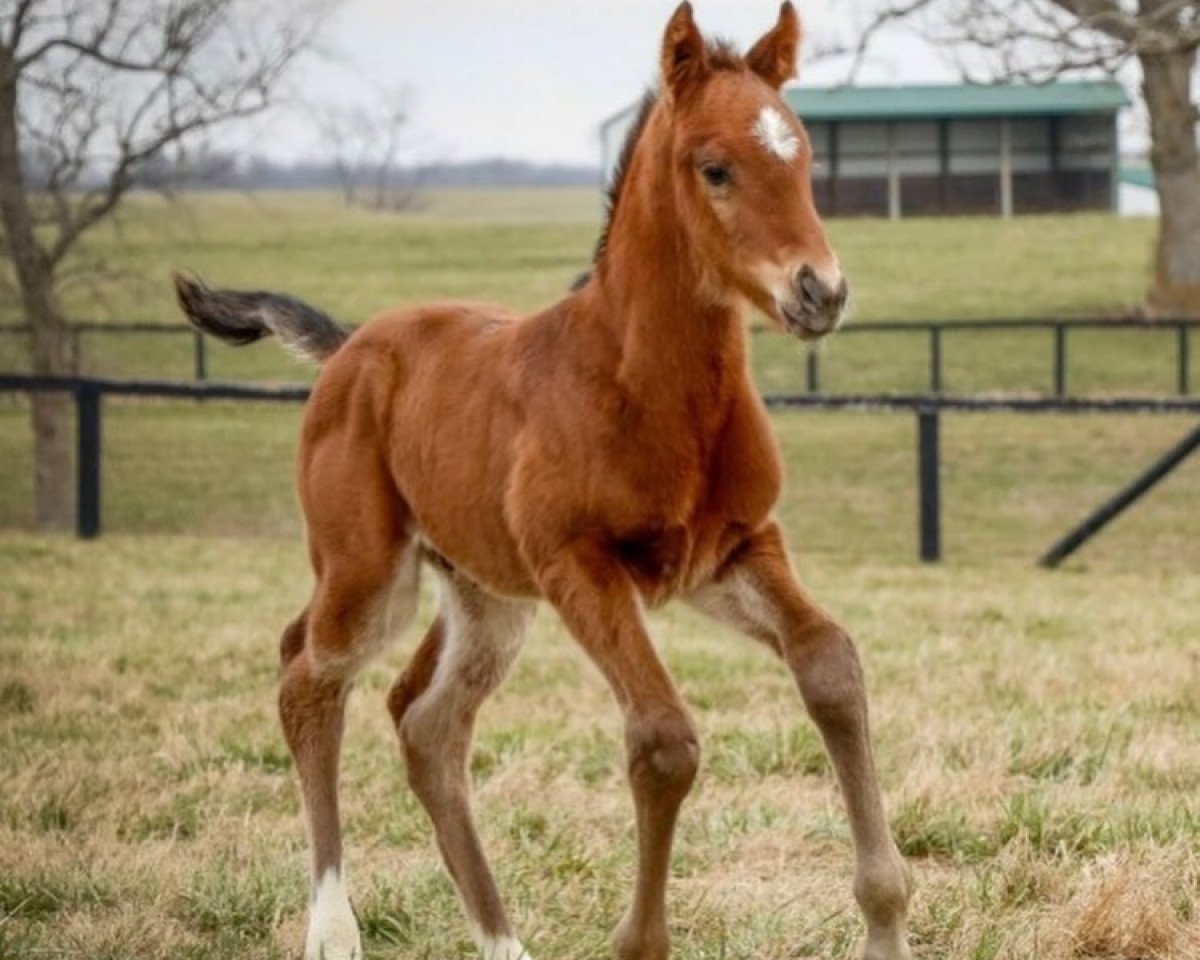 horse Stute von Good Magic xx (Thoroughbred, 2020, from Good Magic xx)